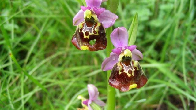 Orchidea nella Vuache