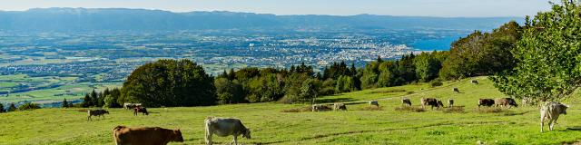 Vista sul lago di Ginevra dalla Salève