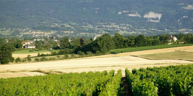 Vista de los viñedos desde las aldeas Saint-Julien-en-Genevois