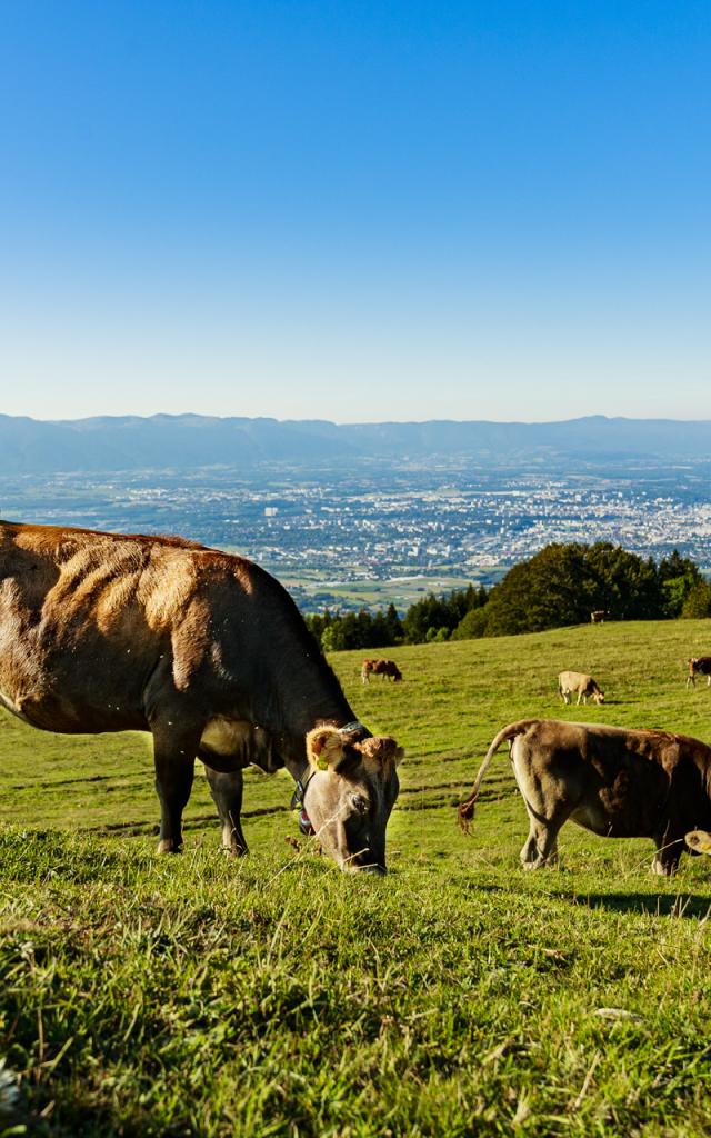 Los pastos de la Salève
