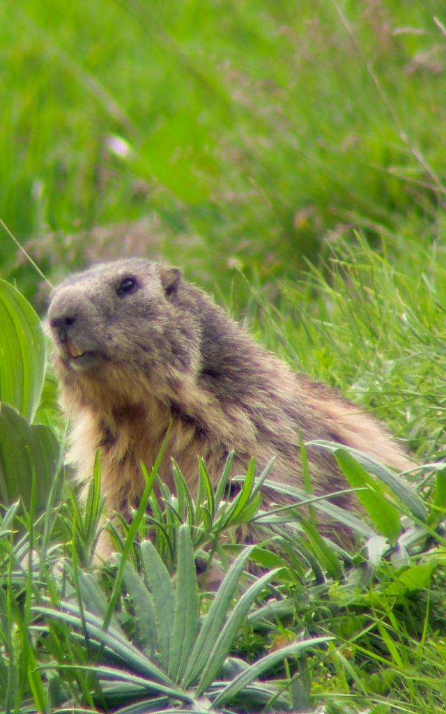 Gita con la fauna selvatica