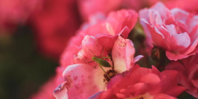 Destination engagée