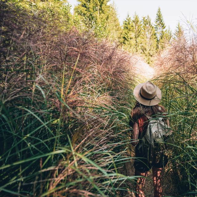 Trasferimento dei diritti WEB 5 anni