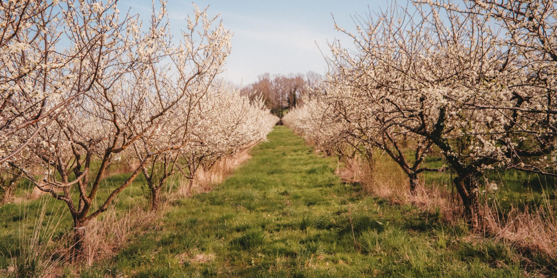 Frutteti della Ferme des 4 saisons