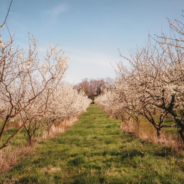 Les vergers de la Ferme des 4 saisons