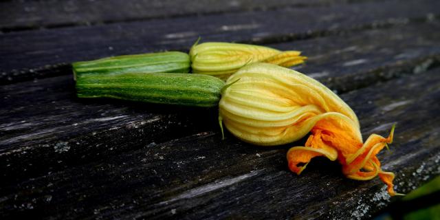 Fiori di zucchina