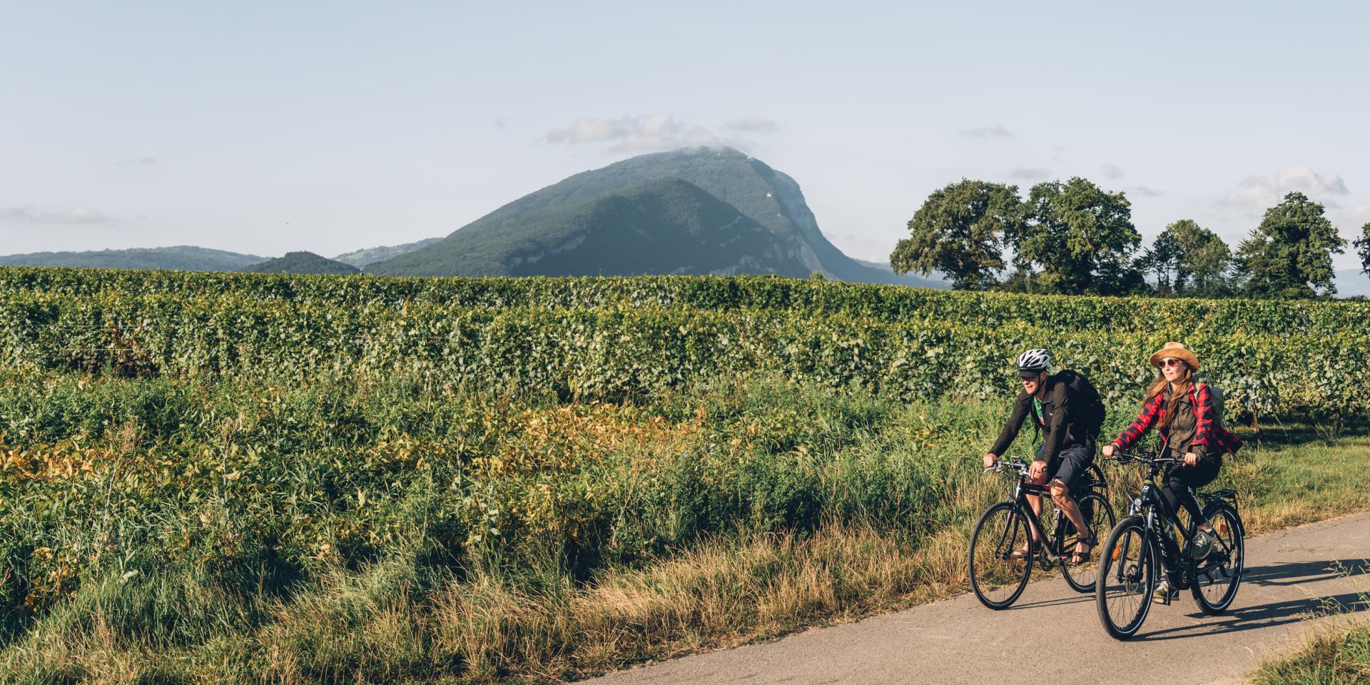 Trasferimento dei diritti WEB 5 anni