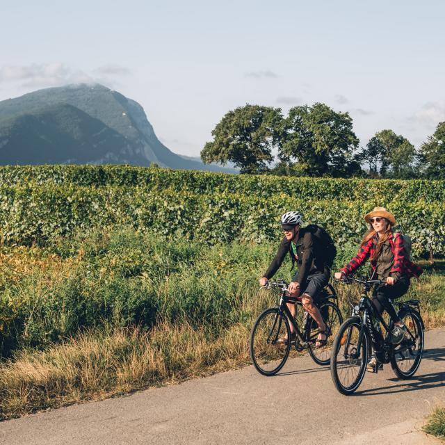 Trasferimento dei diritti WEB 5 anni