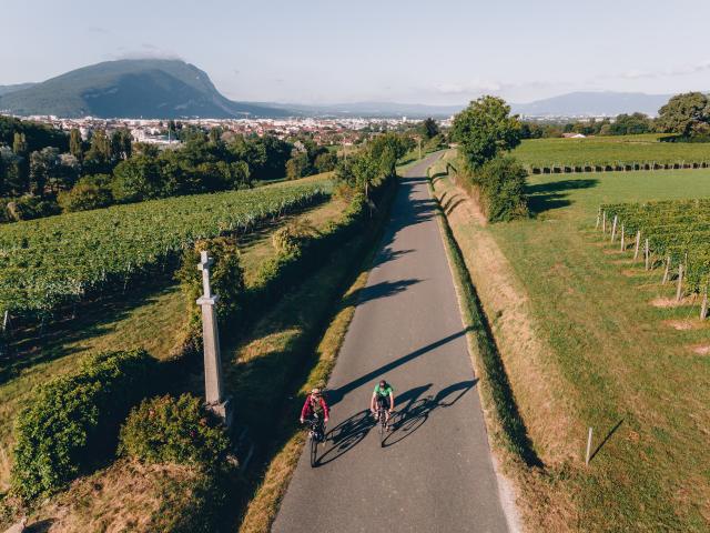 Trasferimento dei diritti WEB 5 anni