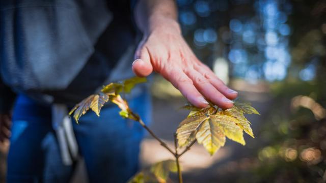Randonnée dans les Voirons