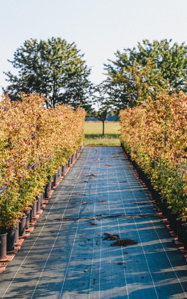 Ferme Lionnet, Machilly