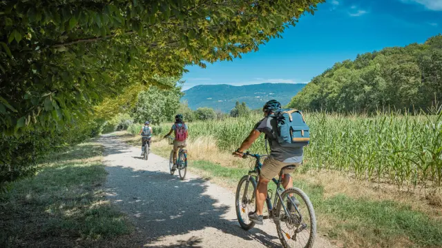 Groupe de cycliste sur un chemin en train de longer un champ de maïs avec les Voirons en ligne de mire.