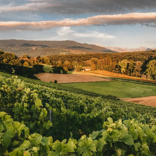 Les Voirons Depuis Les Vignes De Carra