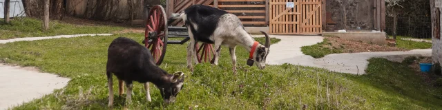 Chevre A La Ferme De Chosal Ot Monts Du Genevois A.modylevskaia 861 1920px