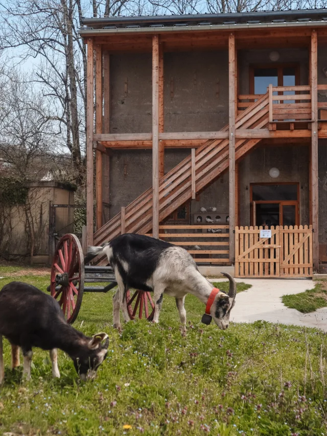 Ziege A La Ferme De Chosal Ot Monts Du Genevois A.modylevskaia 861 1920px