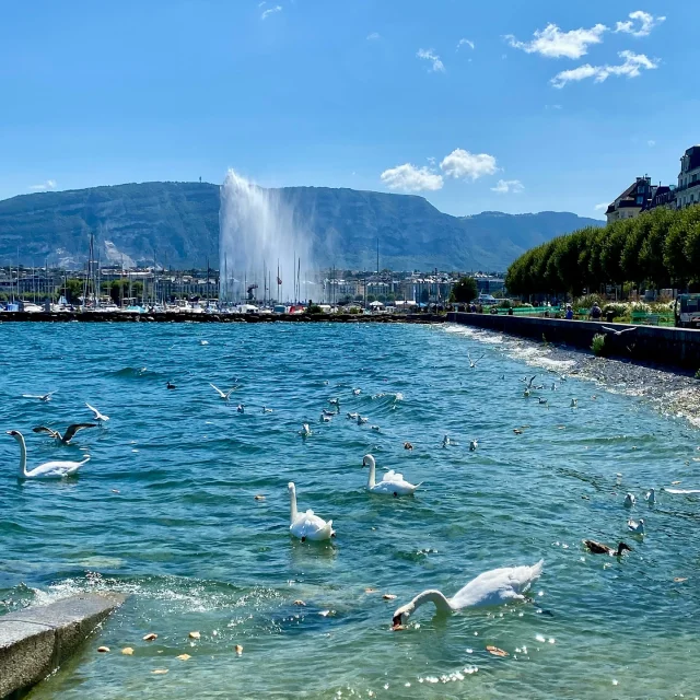 Instagram #geneve