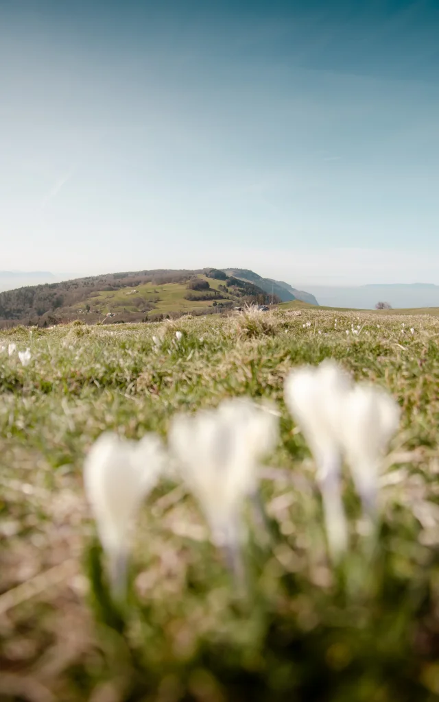 Vue sur le Grand Piton et le col de la Croisette au printemps