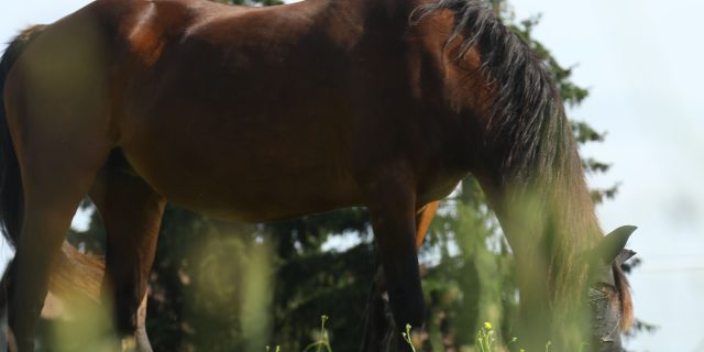 Cheval Equitherapie