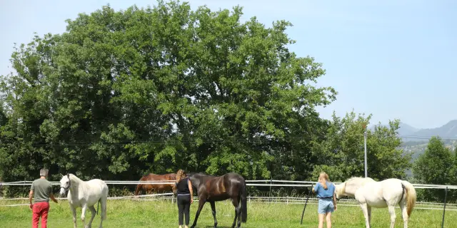 Trois Chevaux
