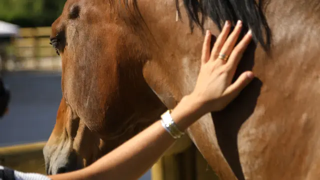 Cheval Eequitherapie