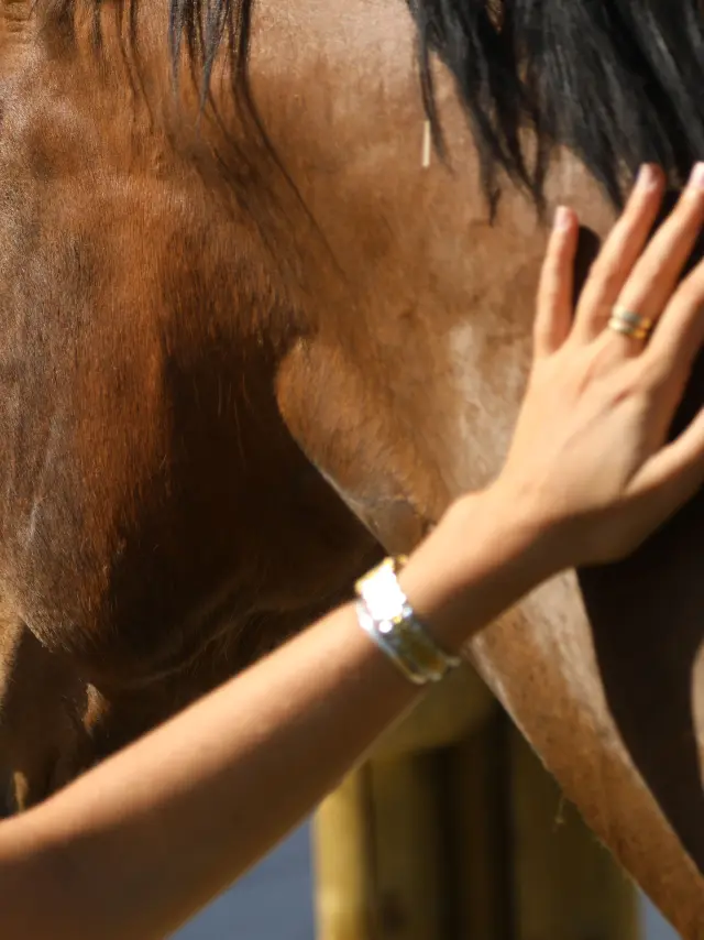 Cheval Eequitherapie
