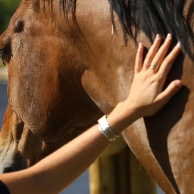 Cheval Eequitherapie
