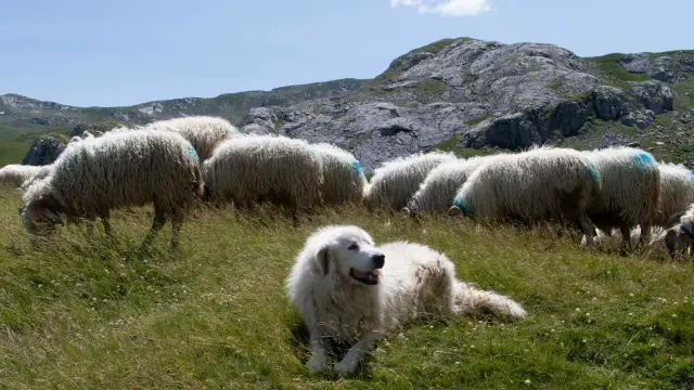 Les chiens de protection du Salève