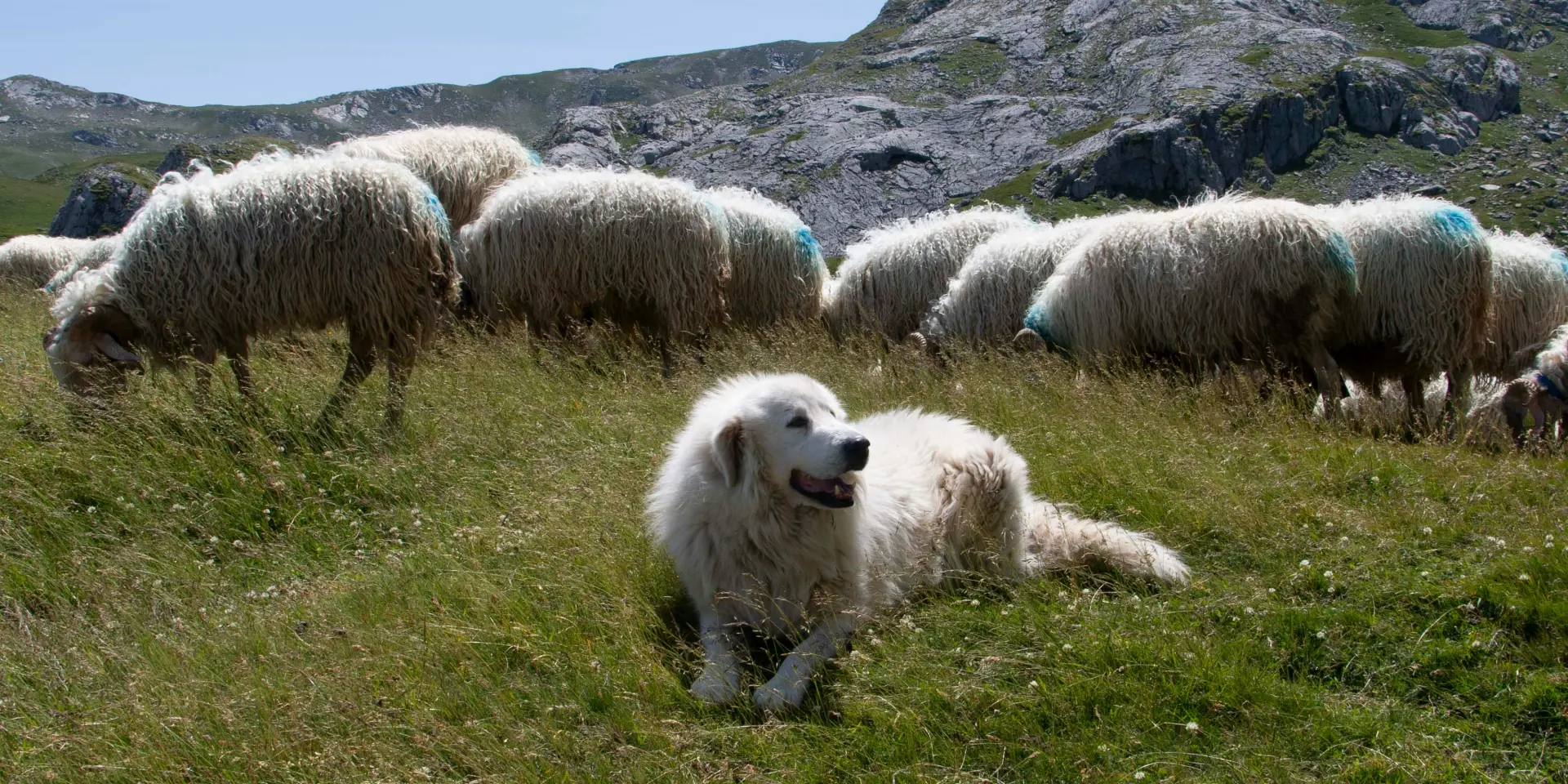Les chiens de protection du Salève
