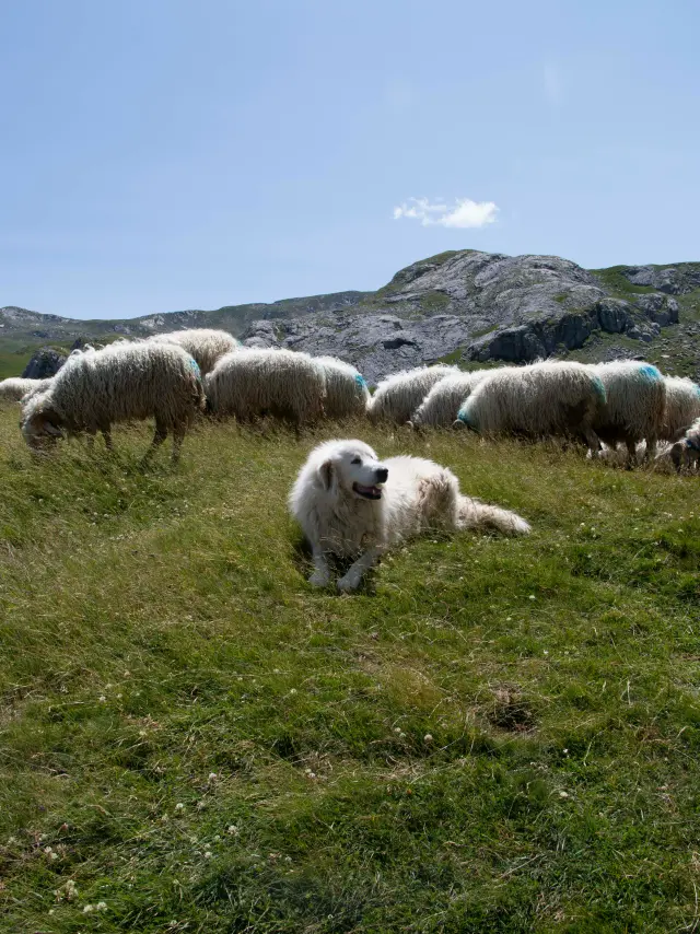 Les chiens de protection du Salève