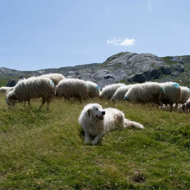 Les chiens de protection du Salève